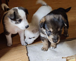 Собаки в Мытищах: Милые щенки ищут дом Девочка, 10 руб. - фото 5