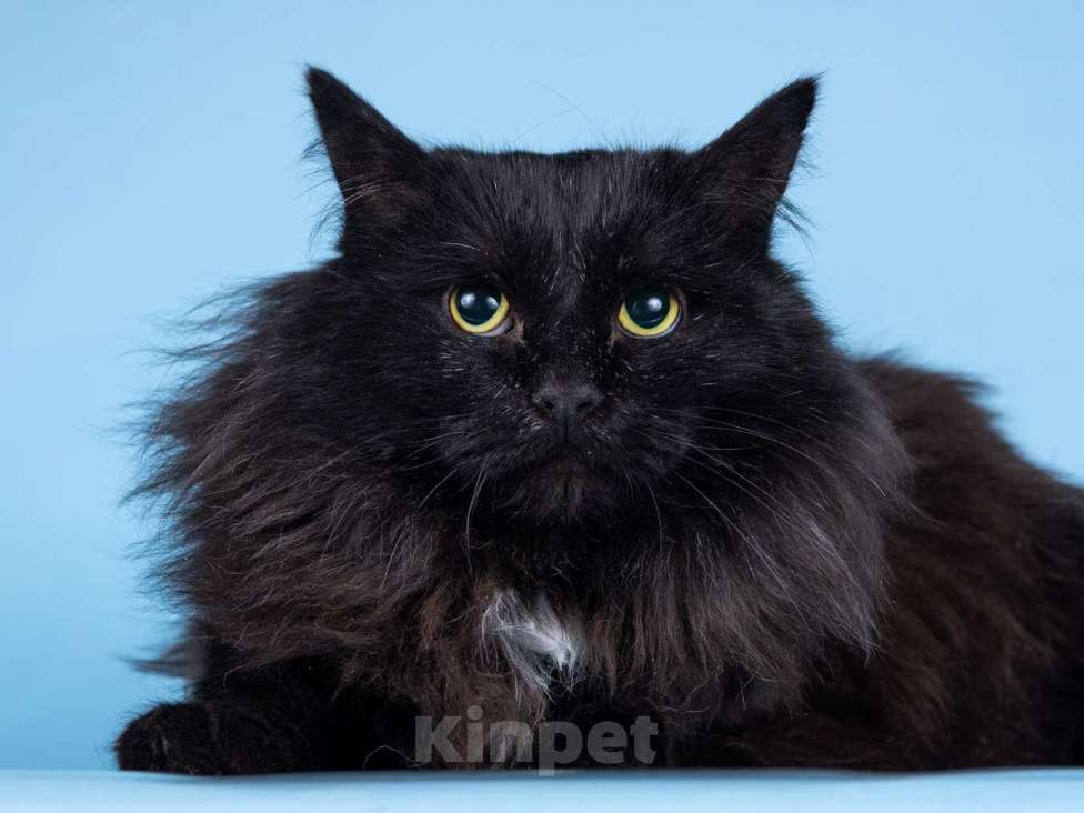 Кошки в Москве: Пушистый чёрный кот Чарли в добрые руки Мальчик, 1 руб. - фото 3