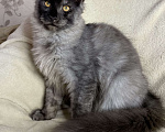 Кошки в Дмитрове: Черный дымчатый мальчик мейн кун Vitas Мальчик, 40 000 руб. - фото 6
