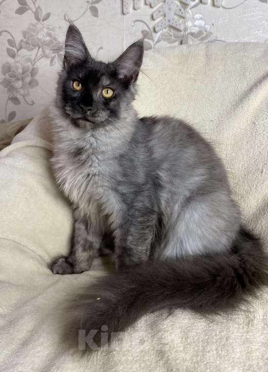 Кошки в Дмитрове: Черный дымчатый мальчик мейн кун Vitas Мальчик, 40 000 руб. - фото 6