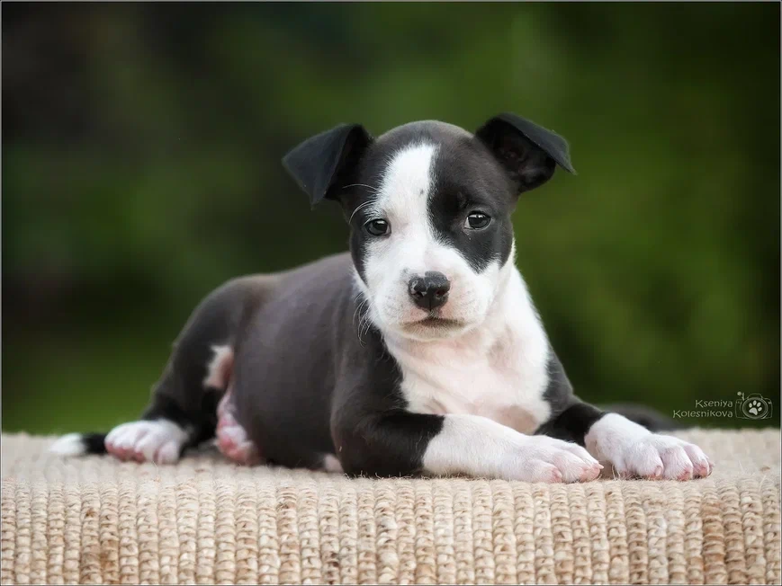 Собаки в Самаре: Щенки АСТ в питомнике, 30 000 руб. - фото 5