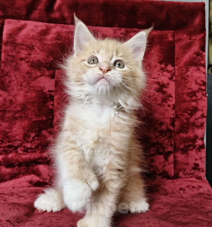 Кошки в Москве: Котёнок Мейн-Кун полидакт Девочка Девочка, 80 000 руб. - фото 6