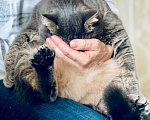 Кошки в Москве: Роскошный кот Бася ищет хозяина! Мальчик, Бесплатно - фото 4