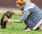 Собаки в Москве: Щенок Джина мечтает обрести семью Девочка, Бесплатно - фото 2