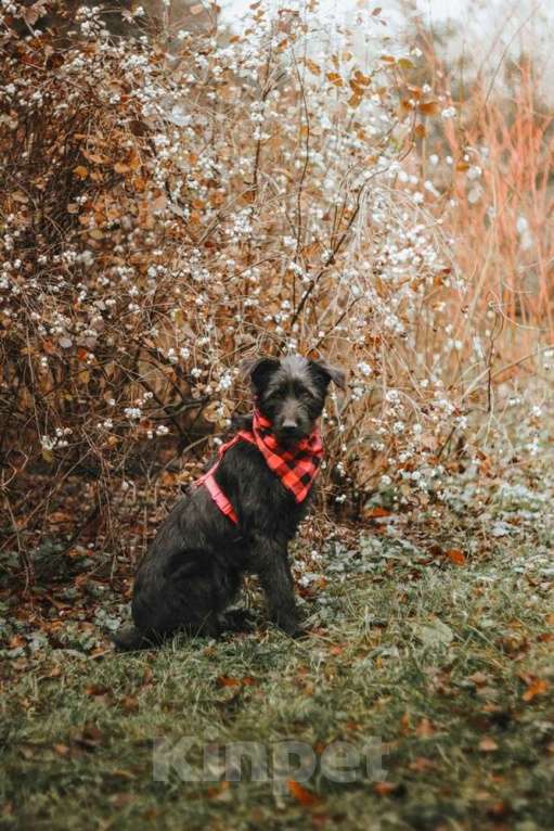 Собаки в Москве: Бородатик Соня ищет дом Девочка, 1 руб. - фото 5