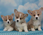 Собаки в Ногинске: Мальчики корги Мальчик, 45 000 руб. - фото 4