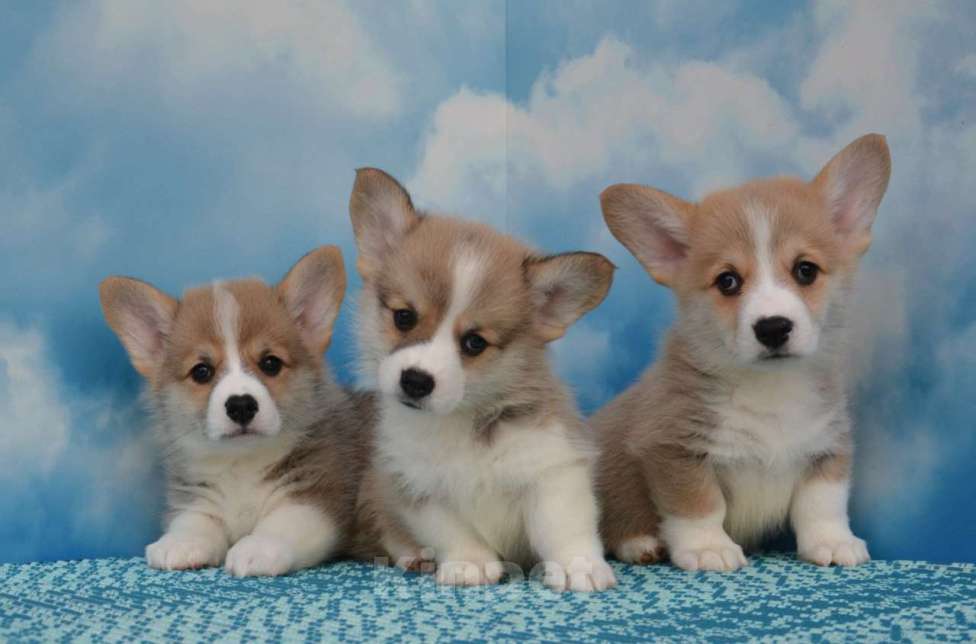 Собаки в Ногинске: Мальчики корги Мальчик, 45 000 руб. - фото 4