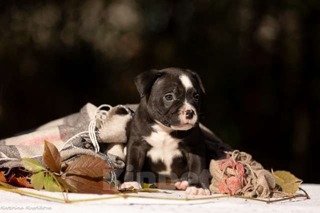 Собаки в других городах Московской области: Мальчик булли черного окраса Мальчик, 130 000 руб. - фото 1