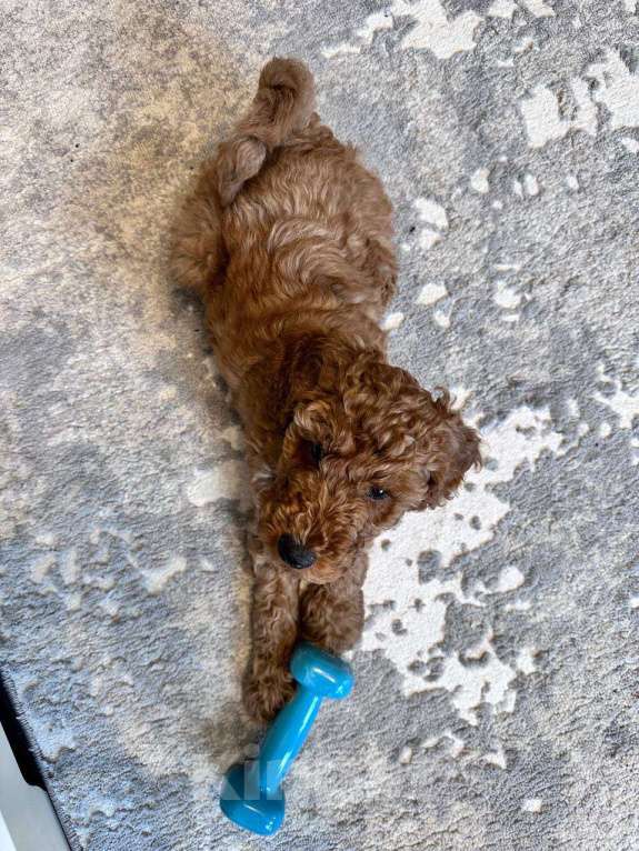 Собаки в Санкт-Петербурге: Мальчик малого(среднего)пуделя , Питер Мальчик, 45 000 руб. - фото 2