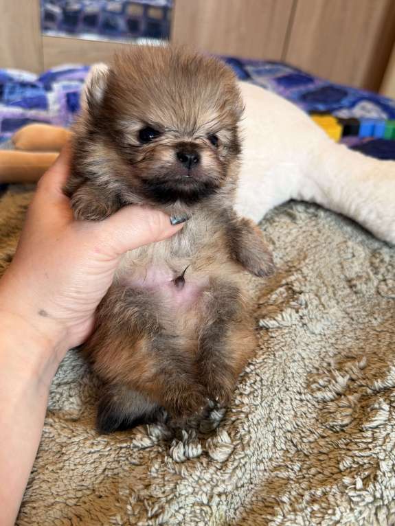 Собаки в других городах Московской области: Мини померашка мальчик Мальчик, 70 000 руб. - фото 4