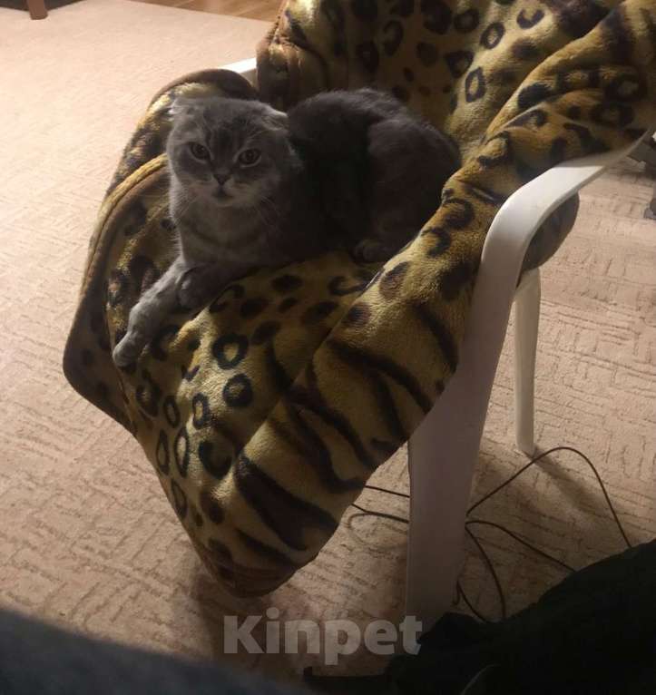 Кошки в Ростове-на-Дону: Пропал серый кот Мальчик, 5 000 руб. - фото 2