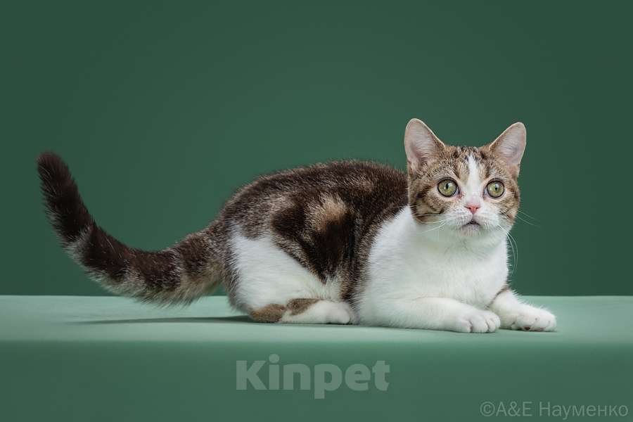 Кошки в Ликино-Дулево: Американская короткошерстная Девочка, Бесплатно - фото 2