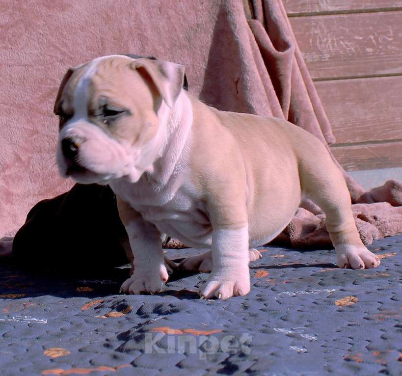 Собаки в Канске: булли-дети Мальчик, 70 000 руб. - фото 10