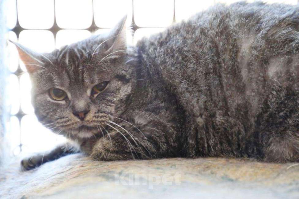 Кошки в Москве: Миледи - британская кошечка серебристого окраса в дар Девочка, Бесплатно - фото 4