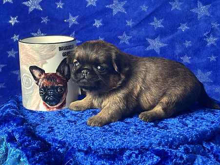 Рыжая девочка пти брабансон