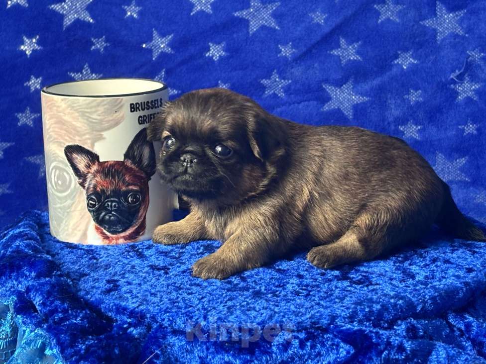 Собаки в Москве: Рыжая девочка пти брабансон Девочка, 80 000 руб. - фото 1