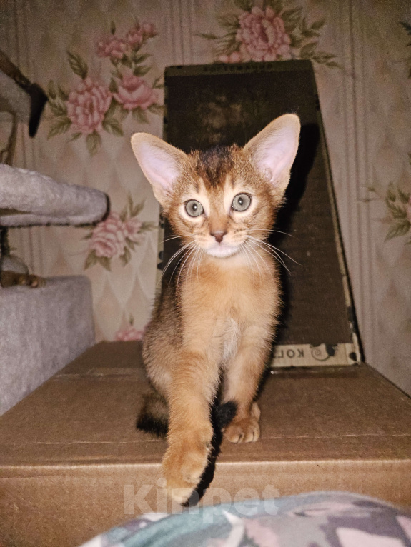 Кошки в Рузе: Абиссинские котята Разнополые, 70 000 руб. - фото 3