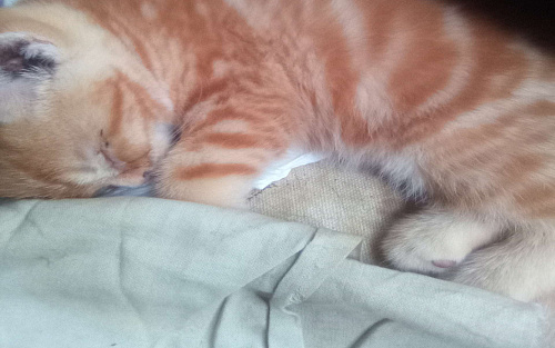 Дачные котята
