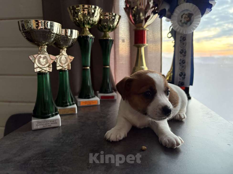 Собаки в других городах Московской области: Щенок Джек Рассел терьер Девочка, Бесплатно - фото 3