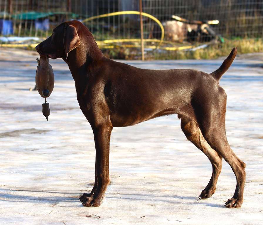 Собаки в других городах Московской области: Щенок  курцхаар Мальчик, 150 000 руб. - фото 3