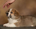 Собаки в Санкт-Петербурге: Ищет лучшие ручки малыш вельш корги Пемброк Мальчик, 70 000 руб. - фото 7