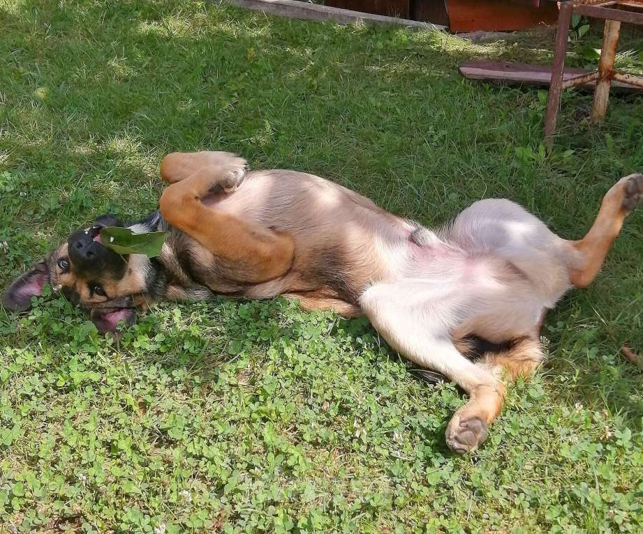 Собаки в Котельнике: Я - Чарджер, мне срочно нужен дом! Мальчик, Бесплатно - фото 4