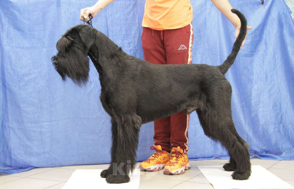 Собаки в Бердске: Щенки ризеншнауцера -Девочки Девочка, 65 000 руб. - фото 10