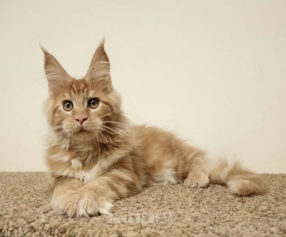 Кошки в Владимире: Мейн-кун , котик Мальчик, 60 000 руб. - фото 3