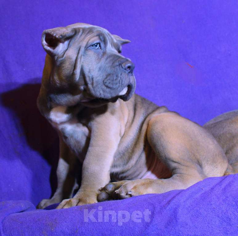 Собаки в Москве: Красивые форментинцы  Мальчик, 80 000 руб. - фото 4