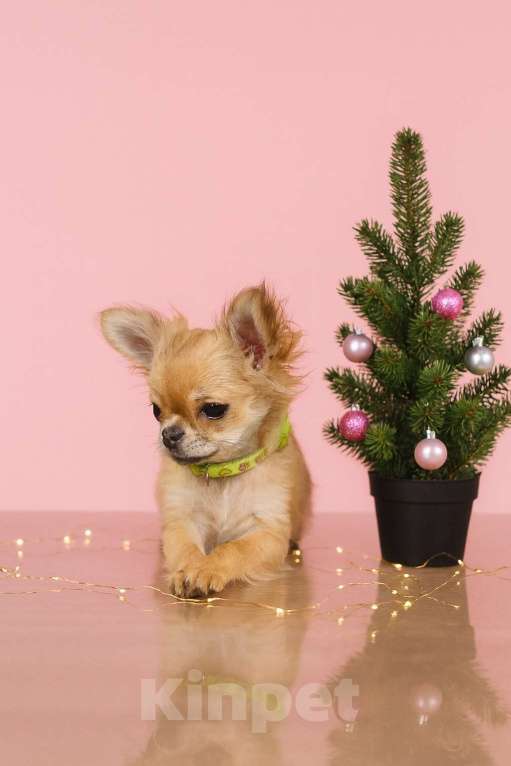 Собаки в Мурманске: Щенок длинношерстной чихуахуа  Девочка, 50 000 руб. - фото 1