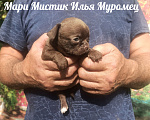 Собаки в Санкт-Петербурге: Илья короткошерстный чихуахуа шоколадного окраса Мальчик, 70 000 руб. - фото 2