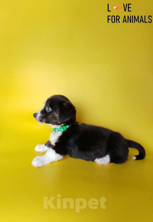 Собаки в Москве: Корги кардиган Мальчик, 30 000 руб. - фото 6