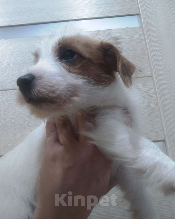 Собаки в Старом Осколе: Щенок джек рассел терьера Мальчик, 50 000 руб. - фото 1