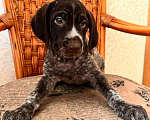 Собаки в Владивостоке: Продаются щенки немецкой жёстко-шёрстной континентальной легавой породы дратхаар Девочка, 35 000 руб. - фото 4