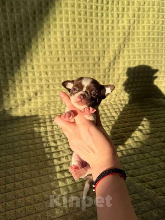 Собаки в Москве: Девочка чихуахуа Девочка, 45 000 руб. - фото 1