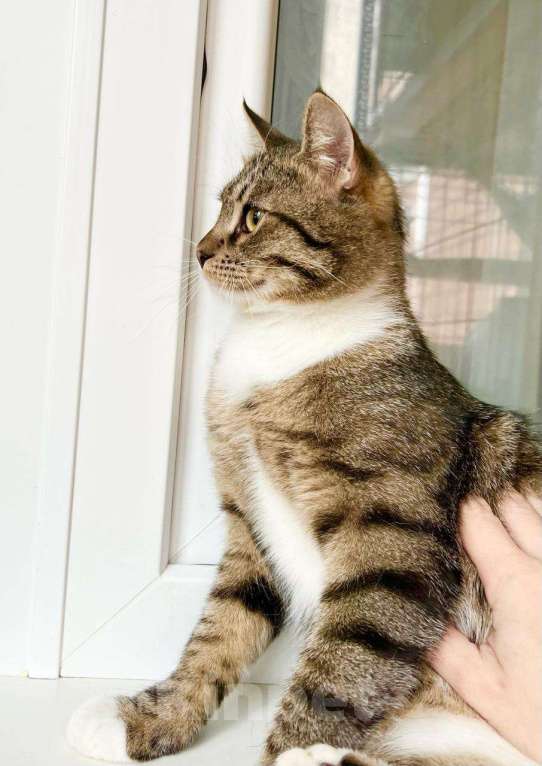 Кошки в Москве: Молоденький полосатый котик Арчи в добрые руки Мальчик, Бесплатно - фото 2