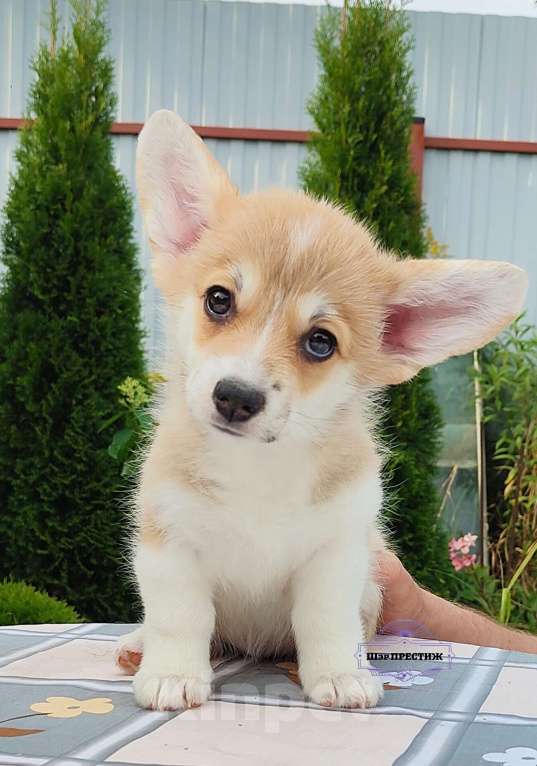 Собаки в Москве: Малышка Вельш корги пемброк  Девочка, 60 000 руб. - фото 4