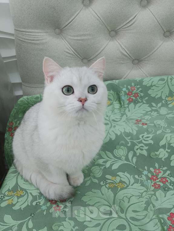 Кошки в Москве: BRI ns 11 мальчик Мальчик, 50 000 руб. - фото 3