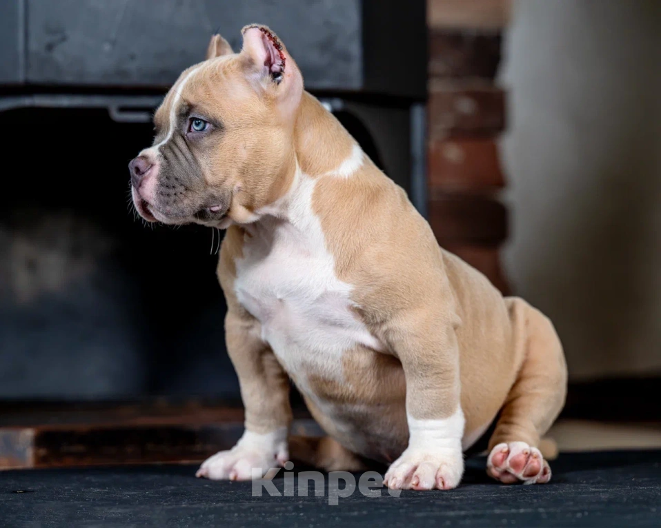 Собаки в других городах Воронежской области: Предлагается щенок Американский Булли Мальчик, 200 000 руб. - фото 2