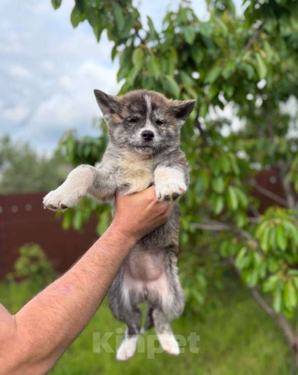 Собаки в Туле: Щенки Акита-ину Девочка, 40 000 руб. - фото 2