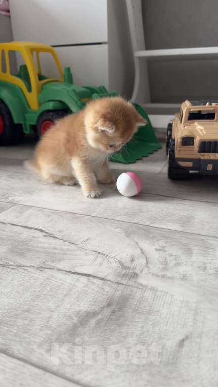 Кошки в Томске: Золотая шиншилла Девочка, 32 000 руб. - фото 3