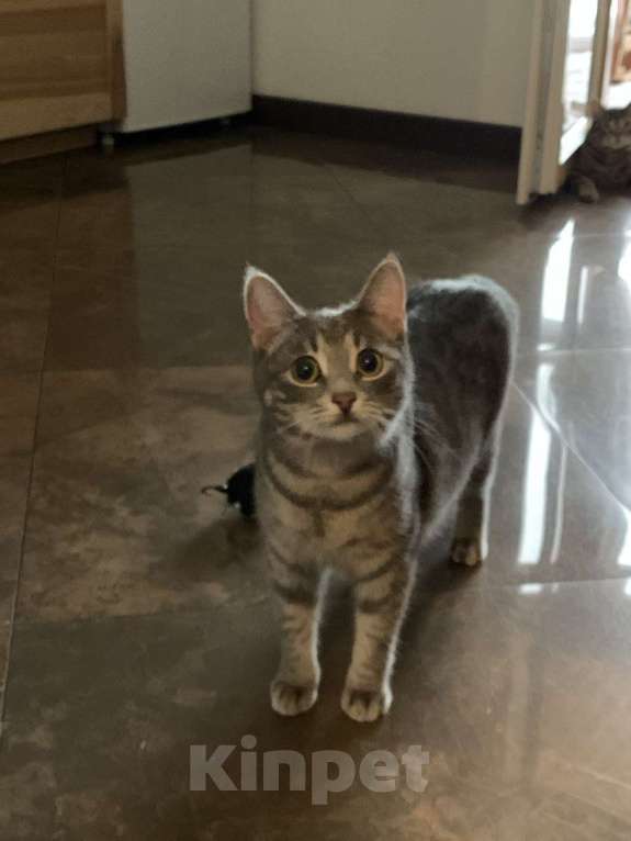 Кошки в Москве: Полосатая глазастая кошечка Алиса! Девочка, Бесплатно - фото 3