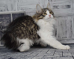 Кошки в Егорьевске: Курильский бобтейл Мальчик, 35 000 руб. - фото 2