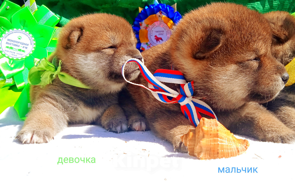 Собаки в других городах Липецкой области: Самурайчики Разнополые, 49 999 руб. - фото 6