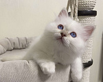 Кошки в Москве: Абиба бирманский котенок девочка Девочка, Бесплатно - фото 4