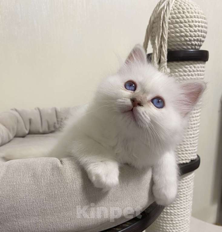 Кошки в Москве: Абиба бирманский котенок девочка Девочка, Бесплатно - фото 4