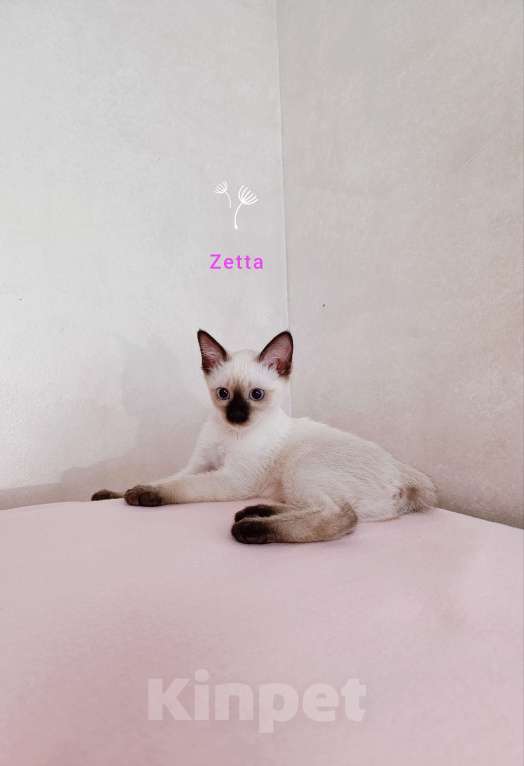 Кошки в Москве: Меконгский бобтейл , котенок  Девочка, 40 000 руб. - фото 5