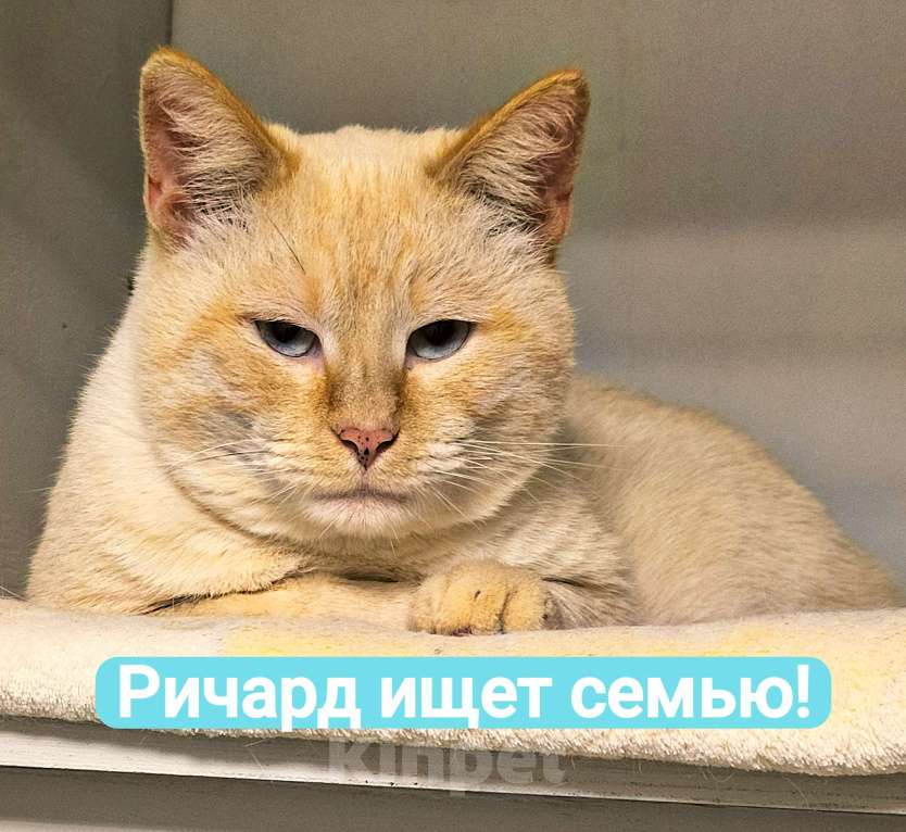 Кошки в Москве: Голубоглазый аристократ ищет семью Мальчик, Бесплатно - фото 2