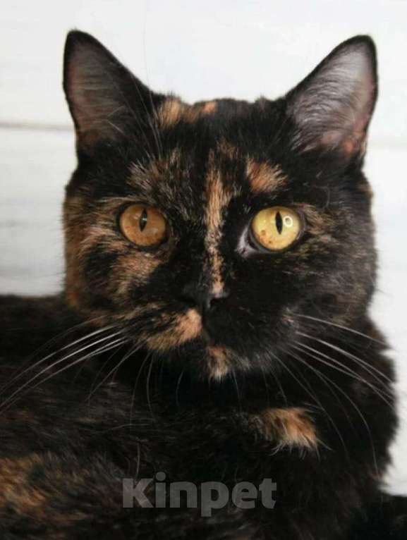 Кошки в Пушкино: БриТося - Британская черепаха  Девочка, 100 руб. - фото 6