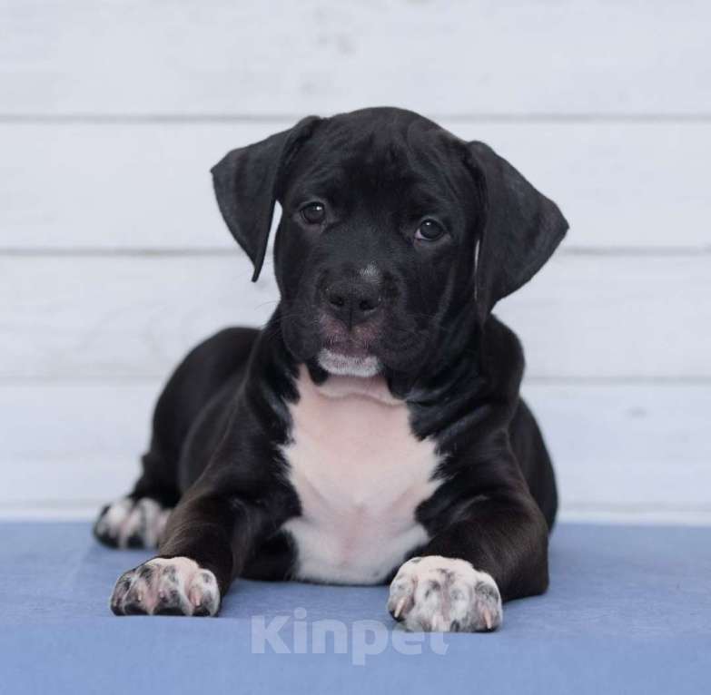 Собаки в Санкт-Петербурге: Черная окраса элитная девочка амстаффа Девочка, 1 руб. - фото 8